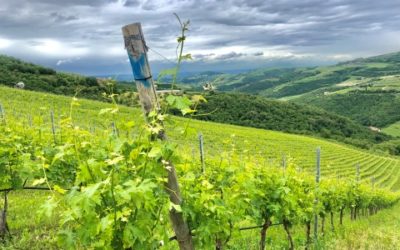 TRA I VIGNETI TEDESCHI IN VALPOLICELLA