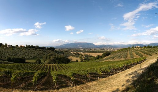 LA POTENTE ANTEPRIMA DEL SAGRANTINO